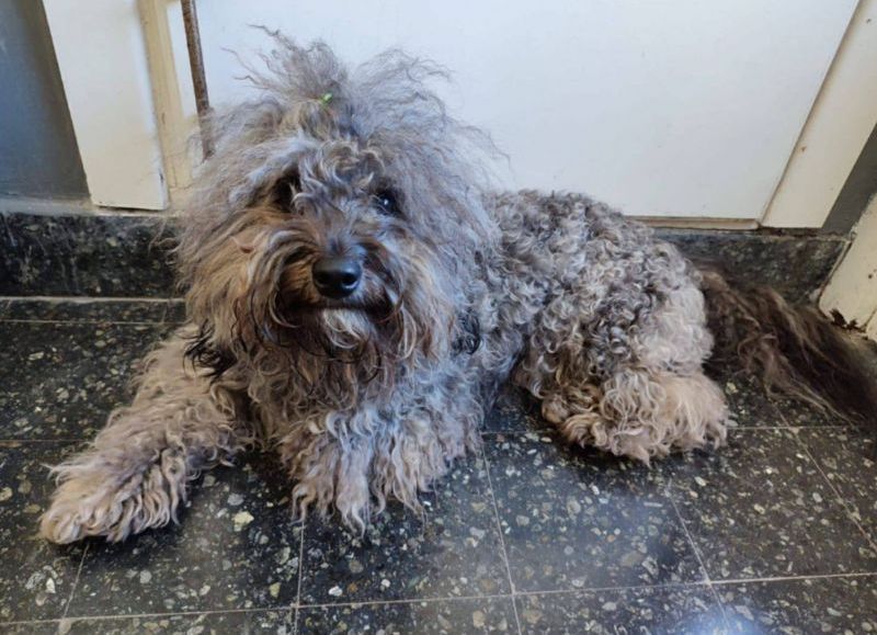 Ofrecen un millón de pesos de recompensa por Darko, un perro perdido en Berisso