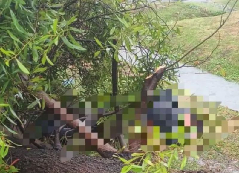 Iba caminando en Los Hornos, un árbol le cayó encima y la aplastó