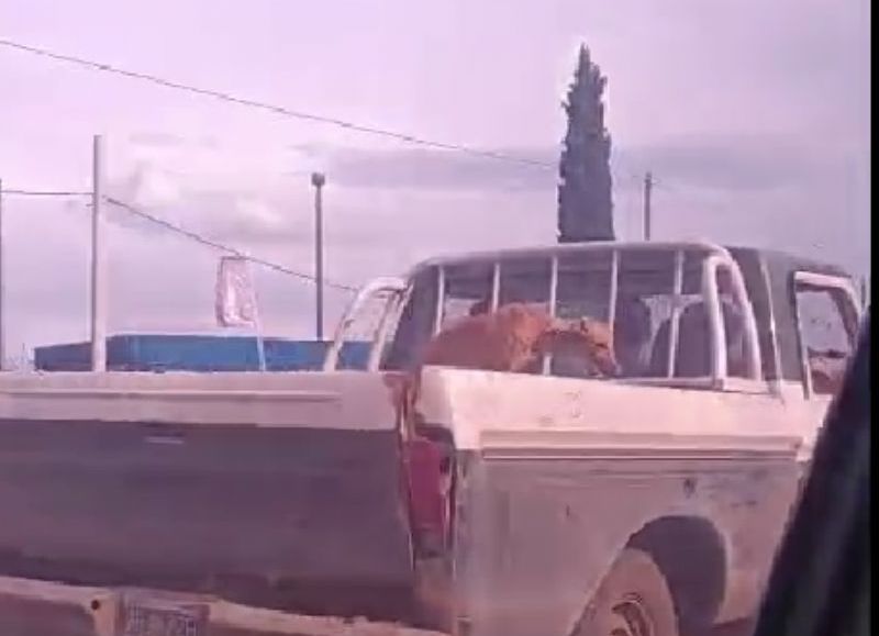VIDEO | Indignación total en La Plata: filmaron a un galgo siendo asfixiado en la caja de una camioneta