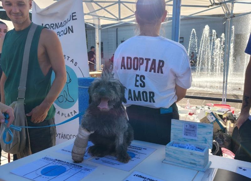 Rescatistas La Plata realizará una jornada de adopción este domingo en Plaza Malvinas