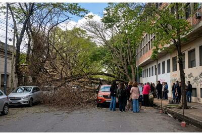 Podría haber pasado cualquier cosa: un árbol cayó y aplastó dos autos en La Plata