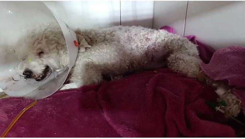 Los ataques de los perros salvajes no cesan en La Plata: un Bull Terrier destrozó a un caniche y ahora juntan dinero para salvarlo