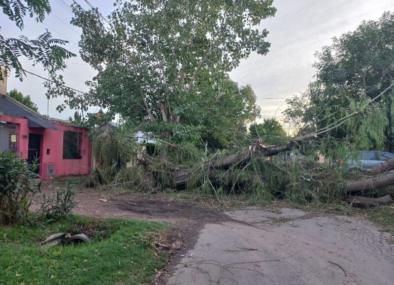 Vecinos de San Carlos cansados: Árbol caído desde el viernes y ni la municipalidad ni Cecilia Ábalos dan respuesta