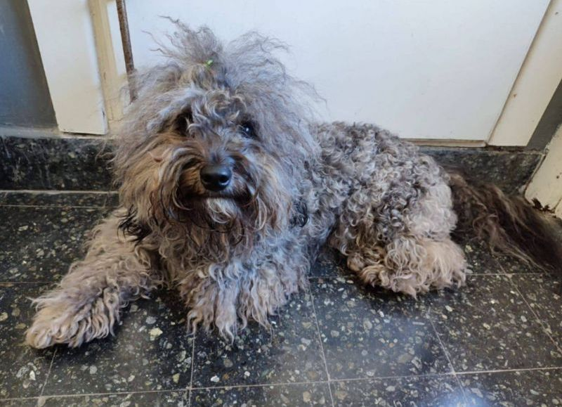 Ofrecen un millón de pesos de recompensa por Darko, un perro perdido en Berisso